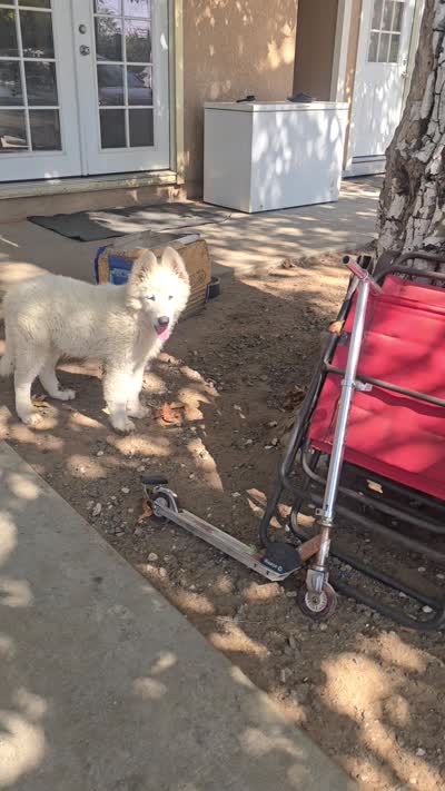 Jack, a male Samoyed for sale in Norco, CA – 2 of 3