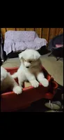 Jack, a male Samoyed for sale in Norco, CA – 5 of 5