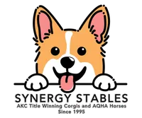 "Fanny" with a TAIL, a female Pembroke Welsh Corgi for sale in Beech Island, SC – Photo 6 of 6