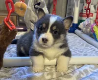 "Fanny" with a TAIL, a female Pembroke Welsh Corgi for sale in Beech Island, SC – Photo 2 of 6