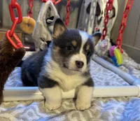 "Fanny" with a TAIL, a female Pembroke Welsh Corgi for sale in Beech Island, SC – Photo 3 of 6