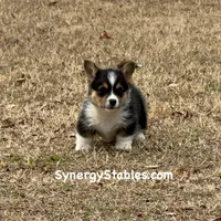 Tubbs-With a TAIL!!, a male Pembroke Welsh Corgi for sale in Beech Island, SC – Photo 2 of 9