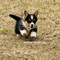 Tubbs-With a TAIL!!, a male Pembroke Welsh Corgi for sale in Beech Island, SC – Photo 3 of 9