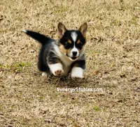 Tubbs-With a TAIL!!, a male Pembroke Welsh Corgi for sale in Beech Island, SC – Photo 3 of 9