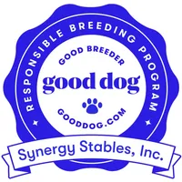 Tubbs-With a TAIL!!, a male Pembroke Welsh Corgi for sale in Beech Island, SC – Photo 7 of 9