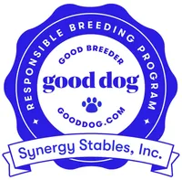 Tubbs-With a TAIL!!, a male Pembroke Welsh Corgi for sale in Beech Island, SC – Photo 7 of 9