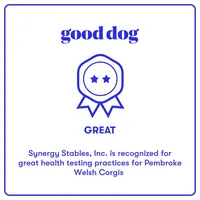 Tubbs-With a TAIL!!, a male Pembroke Welsh Corgi for sale in Beech Island, SC – Photo 8 of 9