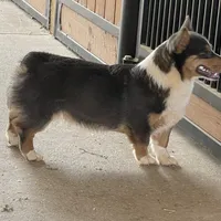 Tubbs-With a TAIL!!, a male Pembroke Welsh Corgi for sale in Beech Island, SC – Photo 5 of 9