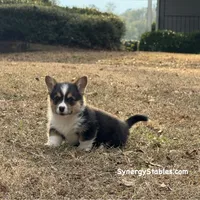 Tubbs-With a TAIL!!, a male Pembroke Welsh Corgi for sale in Beech Island, SC – Photo 1 of 9