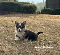 Tubbs-With a TAIL!!, a male Pembroke Welsh Corgi for sale in Beech Island, SC – Photo 1 of 9