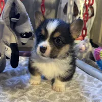 Tubbs-With a TAIL!!, a male Pembroke Welsh Corgi for sale in Beech Island, SC – Photo 4 of 9