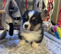 Tubbs-With a TAIL!!, a male Pembroke Welsh Corgi for sale in Beech Island, SC – Photo 4 of 9