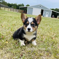 Tubbs-With a TAIL!!, a male Pembroke Welsh Corgi for sale in Beech Island, SC – Photo 6 of 9