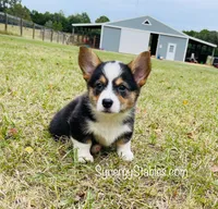 Tubbs-With a TAIL!!, a male Pembroke Welsh Corgi for sale in Beech Island, SC – Photo 6 of 9