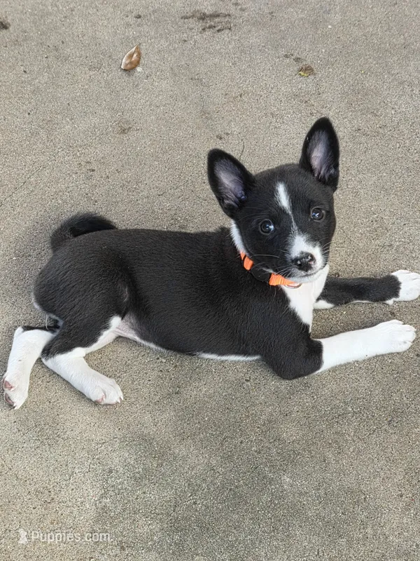 AKC Trixie, a female Basenji for sale in Pasadena, TX – 1 of 2