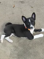 AKC Trixie, a female Basenji for sale in Pasadena, TX – 1 of 2
