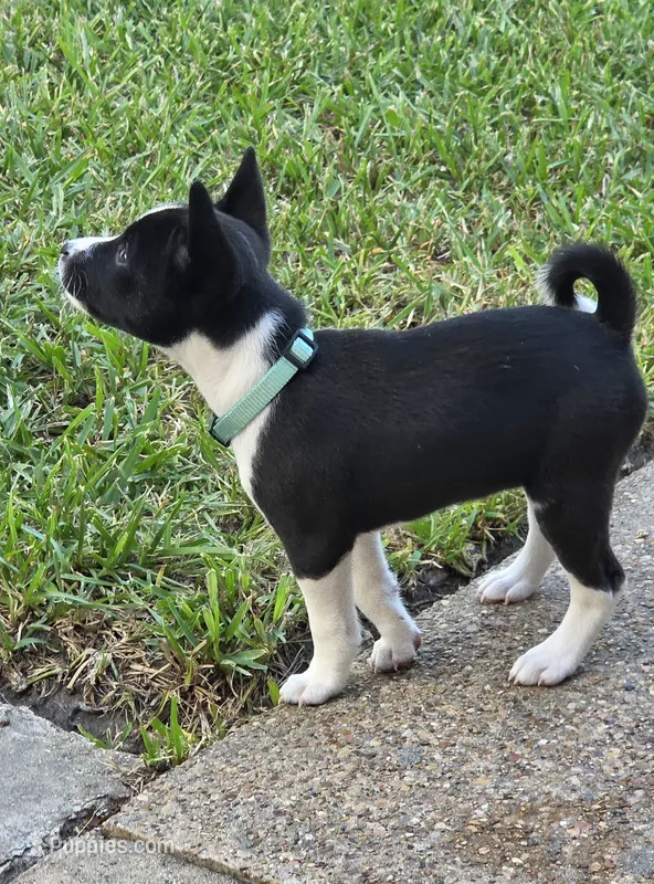 AKC Dixie, a female Basenji for sale in Pasadena, TX – 1 of 3