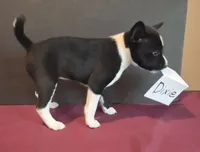 AKC Dixie, a female Basenji for sale in Pasadena, TX – 2 of 3