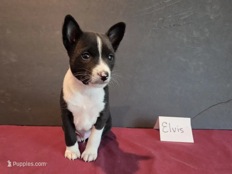 AKC Elvis, a male Basenji for sale in Pasadena, TX – 1 of 1