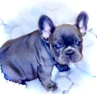 Neptune, a female French Bulldog for sale in Baltimore, MD – Photo 10 of 10