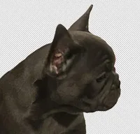 Neptune, a female French Bulldog for sale in Baltimore, MD – Photo 6 of 10