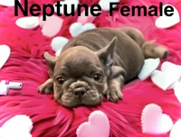 Neptune, a female French Bulldog for sale in Baltimore, MD – Photo 1 of 10