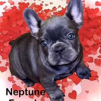 Neptune, a female French Bulldog for sale in Baltimore, MD – Photo 4 of 6