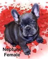 Neptune, a female French Bulldog for sale in Baltimore, MD – Photo 4 of 10