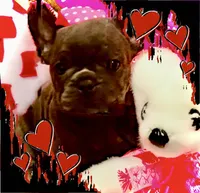 Neptune, a female French Bulldog for sale in Baltimore, MD – Photo 3 of 10