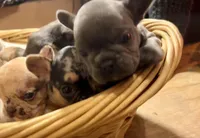 Neptune, a female French Bulldog for sale in Baltimore, MD – Photo 7 of 10