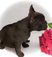 Neptune, a female French Bulldog for sale in Baltimore, MD – Photo 9 of 10