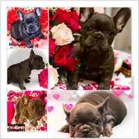 Neptune, a female French Bulldog for sale in Baltimore, MD – Photo 5 of 10