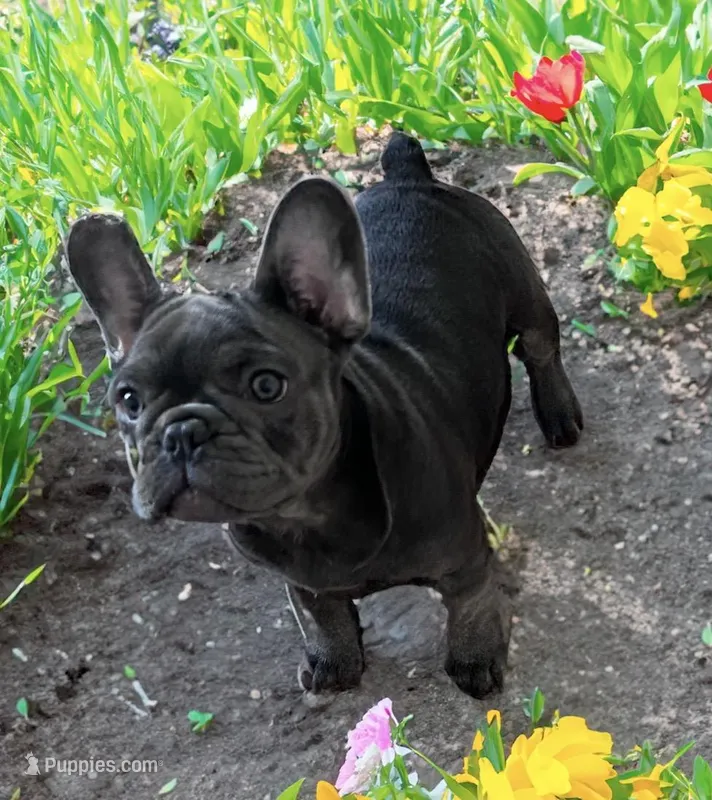 Neptune – French Bulldog puppy for sale in Baltimore, MD