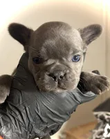 Neptune, a female French Bulldog for sale in Baltimore, MD – Photo 8 of 10