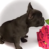 Neptune, a female French Bulldog for sale in Baltimore, MD – Photo 3 of 6