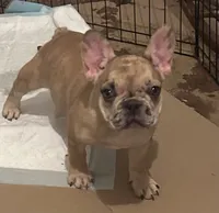 Marilyn, a female French Bulldog for sale in Baltimore, MD – 2 of 4