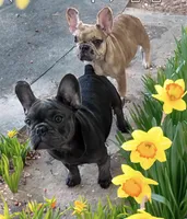 Pluto, a female French Bulldog for sale in Baltimore, MD – Photo 7 of 7