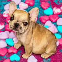 Pluto, a female French Bulldog for sale in Baltimore, MD – Photo 4 of 7