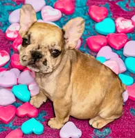 Pluto, a female French Bulldog for sale in Baltimore, MD – Photo 4 of 6