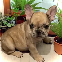 Pluto, a female French Bulldog for sale in Baltimore, MD – Photo 3 of 7