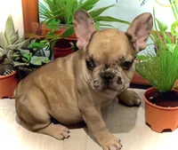 Pluto, a female French Bulldog for sale in Baltimore, MD – Photo 3 of 6