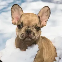 Pluto, a female French Bulldog for sale in Baltimore, MD – Photo 2 of 7