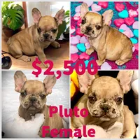 Pluto, a female French Bulldog for sale in Baltimore, MD – Photo 1 of 6