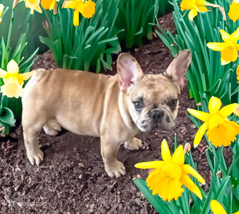 Pluto – French Bulldog puppy for sale in Baltimore, MD