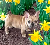 Pluto, a female French Bulldog for sale in Baltimore, MD – Photo 1 of 7