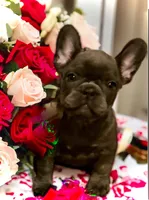 Neptune, a female French Bulldog for sale in Baltimore, MD – Photo 2 of 6