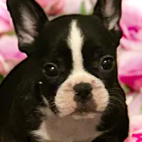 Venus, a female French Bulldog for sale in Baltimore, MD – Photo 5 of 9