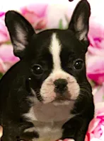 Venus, a female French Bulldog for sale in Baltimore, MD – Photo 3 of 9