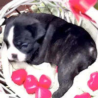 Venus, a female French Bulldog for sale in Baltimore, MD – Photo 4 of 9