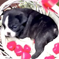 Venus, a female French Bulldog for sale in Baltimore, MD – Photo 5 of 9